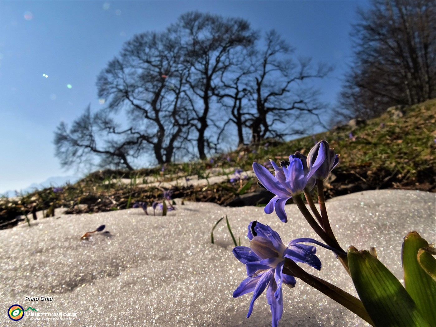 63 Scilla silvestre (Scilla bifolia) ai Tre Faggi.JPG